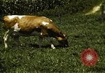 Image of pastures Georgia United States USA, 1950, second 46 stock footage video 65675054182