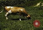 Image of pastures Georgia United States USA, 1950, second 47 stock footage video 65675054182