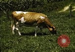 Image of pastures Georgia United States USA, 1950, second 48 stock footage video 65675054182