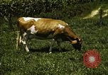 Image of pastures Georgia United States USA, 1950, second 49 stock footage video 65675054182