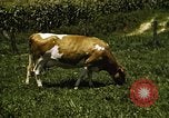 Image of pastures Georgia United States USA, 1950, second 52 stock footage video 65675054182