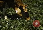 Image of pastures Georgia United States USA, 1950, second 53 stock footage video 65675054182