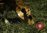 Image of pastures Georgia United States USA, 1950, second 54 stock footage video 65675054182