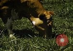 Image of pastures Georgia United States USA, 1950, second 56 stock footage video 65675054182