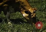 Image of pastures Georgia United States USA, 1950, second 57 stock footage video 65675054182