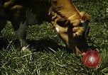 Image of pastures Georgia United States USA, 1950, second 58 stock footage video 65675054182