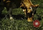 Image of pastures Georgia United States USA, 1950, second 59 stock footage video 65675054182
