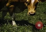 Image of pastures Georgia United States USA, 1950, second 60 stock footage video 65675054182