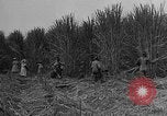 Standbild Zuckerrohr Cutter New Roads Louisiana USA, 1938, aus Sekunde 5 historischem Filmmaterial Videoclip 65675054206
