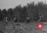 Standbild Zuckerrohr Cutter New Roads Louisiana USA, 1938, aus Sekunde 6 historischem Filmmaterial Videoclip 65675054206