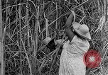 Standbild Zuckerrohr Cutter New Roads Louisiana USA, 1938, aus Sekunde 9 historischem Filmmaterial Videoclip 65675054206