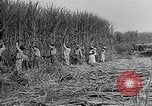 Standbild Zuckerrohr Cutter New Roads Louisiana USA, 1938, aus Sekunde 11 historischem Filmmaterial Videoclip 65675054206