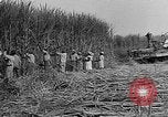 Standbild Zuckerrohr Cutter New Roads Louisiana USA, 1938, aus Sekunde 12 historischem Filmmaterial Videoclip 65675054206