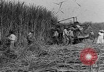 Standbild Zuckerrohr Cutter New Roads Louisiana USA, 1938, aus Sekunde 13 historischem Filmmaterial Videoclip 65675054206