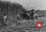 Standbild Zuckerrohr Cutter New Roads Louisiana USA, 1938, aus Sekunde 14 historischem Filmmaterial Videoclip 65675054206