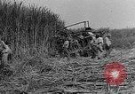 Standbild Zuckerrohr Cutter New Roads Louisiana USA, 1938, aus Sekunde 15 historischem Filmmaterial Videoclip 65675054206