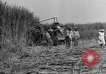 Standbild Zuckerrohr Cutter New Roads Louisiana USA, 1938, aus Sekunde 16 historischem Filmmaterial Videoclip 65675054206