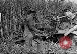 Standbild Zuckerrohr Cutter New Roads Louisiana USA, 1938, aus Sekunde 17 historischem Filmmaterial Videoclip 65675054206