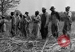 Standbild Zuckerrohr Cutter New Roads Louisiana USA, 1938, aus Sekunde 20 historischem Filmmaterial Videoclip 65675054206