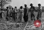 Standbild Zuckerrohr Cutter New Roads Louisiana USA, 1938, aus Sekunde 21 historischem Filmmaterial Videoclip 65675054206