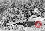 Standbild Zuckerrohr Cutter New Roads Louisiana USA, 1938, aus Sekunde 25 historischem Filmmaterial Videoclip 65675054206