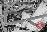 Standbild Zuckerrohr Cutter New Roads Louisiana USA, 1938, aus Sekunde 29 historischem Filmmaterial Videoclip 65675054206