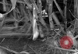 Standbild Zuckerrohr Cutter New Roads Louisiana USA, 1938, aus Sekunde 31 historischem Filmmaterial Videoclip 65675054206