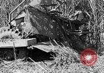 Standbild Zuckerrohr Cutter New Roads Louisiana USA, 1938, aus Sekunde 35 historischem Filmmaterial Videoclip 65675054206