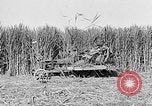 Standbild Zuckerrohr Cutter New Roads Louisiana USA, 1938, aus Sekunde 38 historischem Filmmaterial Videoclip 65675054206