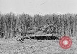 Standbild Zuckerrohr Cutter New Roads Louisiana USA, 1938, aus Sekunde 39 historischem Filmmaterial Videoclip 65675054206