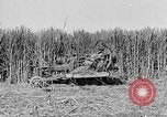 Standbild Zuckerrohr Cutter New Roads Louisiana USA, 1938, aus Sekunde 40 historischem Filmmaterial Videoclip 65675054206
