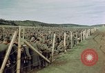 Image of German prisoners Germany, 1945, second 61 stock footage video 65675054237