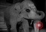 Image éléphant dansant Sparks Nevada USA, 1966, de la seconde 11 séquences d'archives historiques vidéo 65675054391