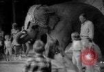 Image éléphant dansant Sparks Nevada USA, 1966, de la seconde 31 séquences d'archives historiques vidéo 65675054391