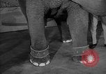 Image éléphant dansant Sparks Nevada USA, 1966, de la seconde 33 séquences d'archives historiques vidéo 65675054391