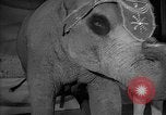 Image éléphant dansant Sparks Nevada USA, 1966, de la seconde 34 séquences d'archives historiques vidéo 65675054391