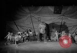 Image éléphant dansant Sparks Nevada USA, 1966, de la seconde 43 séquences d'archives historiques vidéo 65675054391