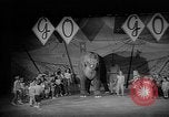 Image éléphant dansant Sparks Nevada USA, 1966, de la seconde 47 séquences d'archives historiques vidéo 65675054391