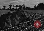 Image of Red Ball Express Saint Lo France, 1944, second 61 stock footage video 65675054541