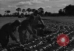 Image of Red Ball Express Saint Lo France, 1944, second 62 stock footage video 65675054541