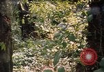 Image soldat américain Panama, 1969, de la seconde 14 séquences d'archives historiques vidéo 65675054579
