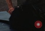 Standbild Affen Panama, 1969, aus Sekunde 29 historischem Filmmaterial Videoclip 65675054592