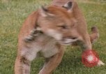 Standbild Cougar Panama, 1969, aus Sekunde 1 historischem Filmmaterial Videoclip 65675054593