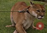 Standbild Cougar Panama, 1969, aus Sekunde 3 historischem Filmmaterial Videoclip 65675054593