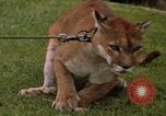 Standbild Cougar Panama, 1969, aus Sekunde 4 historischem Filmmaterial Videoclip 65675054593