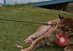 Standbild Cougar Panama, 1969, aus Sekunde 5 historischem Filmmaterial Videoclip 65675054593