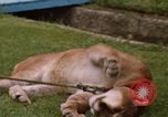 Standbild Cougar Panama, 1969, aus Sekunde 6 historischem Filmmaterial Videoclip 65675054593