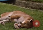 Standbild Cougar Panama, 1969, aus Sekunde 7 historischem Filmmaterial Videoclip 65675054593