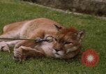 Standbild Cougar Panama, 1969, aus Sekunde 8 historischem Filmmaterial Videoclip 65675054593