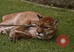 Standbild Cougar Panama, 1969, aus Sekunde 9 historischem Filmmaterial Videoclip 65675054593